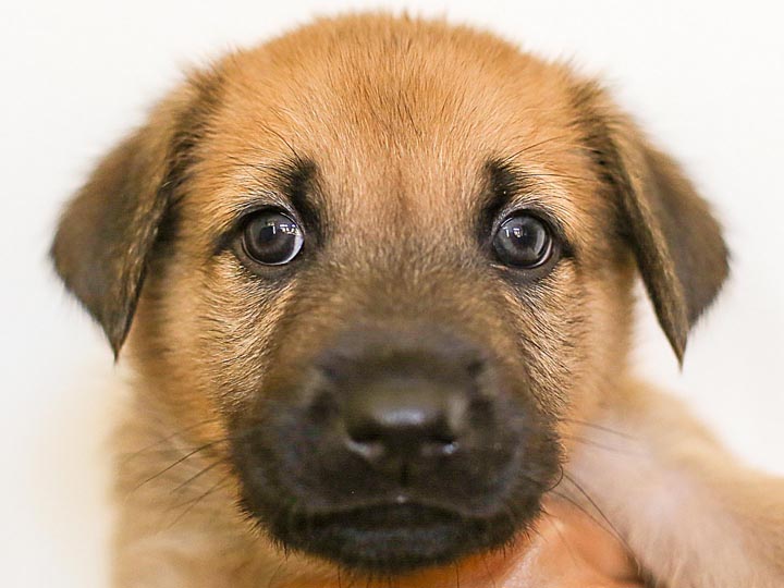 chinook puppy